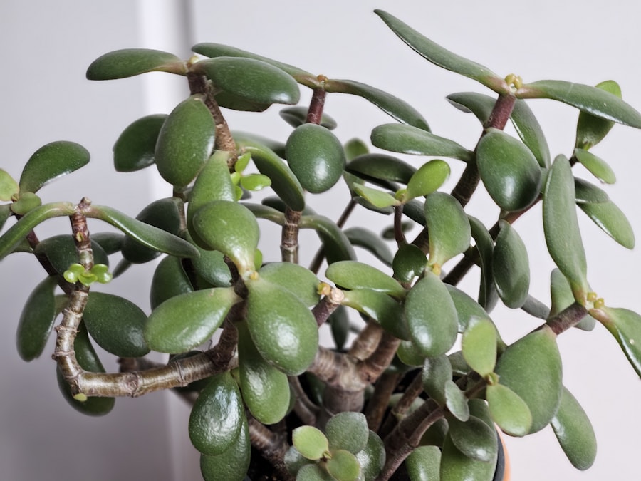 Jade Plant at Beyond Bloom Co.