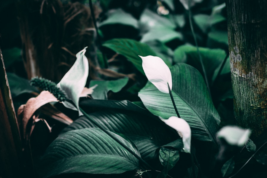 Peace Lily at Beyond Bloom Co.