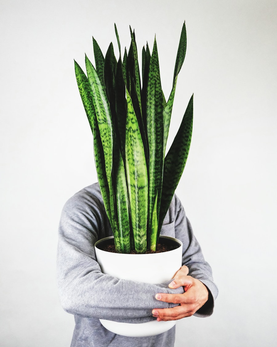 Snake Plant at Beyond Bloom Co.